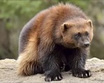 Росомаха - животное из Красной книги