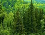 Среди лесов