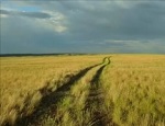 в широкой степи